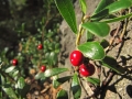 lingonberry-640978_640