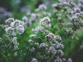 Jak si vypěstovat aromatické bylinky – II Foto 2