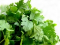 Jak si vypěstovat aromatické bylinky – II Foto 3