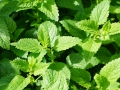 Jak si vypěstovat aromatické bylinky – II Foto 8