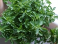 Jak si vypěstovat aromatické bylinky – II Foto 9