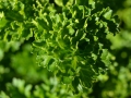 Jak si vypěstovat aromatické bylinky – II Foto 10