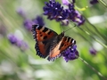 Jak vypěstovat aromatické bylinky a jak je použít III Foto 3
