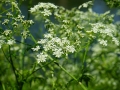 Jak vypěstovat aromatické bylinky a jak je použít III Foto 15