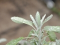 Jak vypěstovat aromatické bylinky a jak je použít III Foto 17