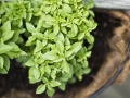 Jak si vypěstovat aromatické bylinky a jak je používat 6