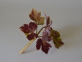 celery-671381_1280