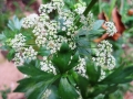 fine-flowers-178996_1920