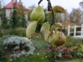 Podzimní zahrada s maxijezírkem IMG_0092
