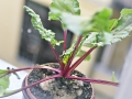 beetroot-463946_1280