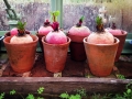 beetroot-944168_1280