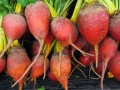 beets-944596_1280