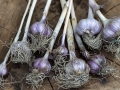 Jak si na zahradě vypěstovat český česnek Foto 9