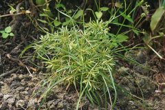 Cyperus_esculentus_03038