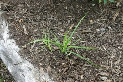 Cyperus_esculentus_6801