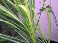 800px-Cymbopogon_citratus_0zz