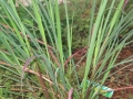 Lemongrasspic1