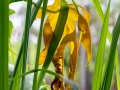 yellow-leaf-3487862_640