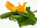 zucchini-572542_1920