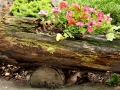 dřevo na zahradě IMG_0028