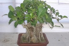 549px-Bonsai_of_Ficus_Banglalensis_01