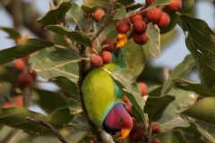 Plum-headed_Parakeet_Psittacula_cyanocephala_feeding_on_Ficus_benghalensis_W_IMG_4324