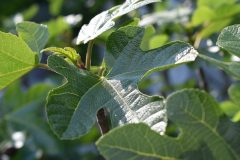 fig-tree-4257785_640