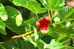 figs-381194_640
