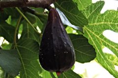 nature-plant-fruit-sweet-leaf-flower-919800-pxhere.com_