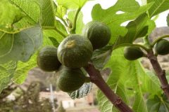 tree-nature-branch-plant-fruit-flower-1184722-pxhere.com_