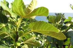 tree-plant-fruit-leaf-flower-food-1151330-pxhere.com_