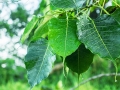bodhi-leaves-1885455_640