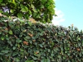 ficus-pumila-266584_640