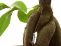 nature-branch-plant-leaf-log-food-1277325-pxhere.com_