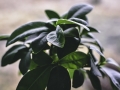 plant-4101569_640