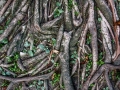 root-wood-1034943_640