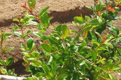 Punica_granatum_-Granada-