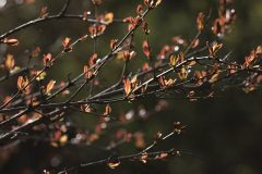 Punica_granatum_-_Nar
