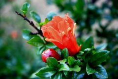 flower-gc66968d4d_640