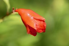 pomegranate-g7aa0333b3_640