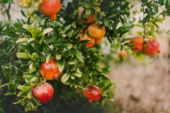 pomegranate-g89b83de90_640