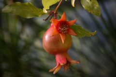 pomegranate-g96532c24f_640