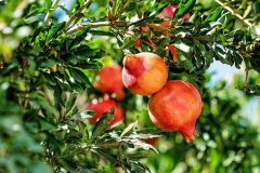 pomegranate-g97fab33d6_640