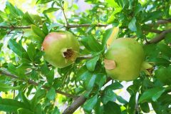 pomegranate-gad4ed65bd_640