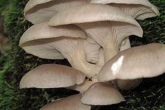 444px-Pleurotus_ostreatus_-_Pleurote_en_huître_cropped