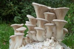 640px-Kräuter-Seitling_Pleurotus_eryngii