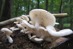 640px-Pleurotus_pulmonarius.001.COPY_