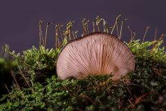 mushroom-2943467_640