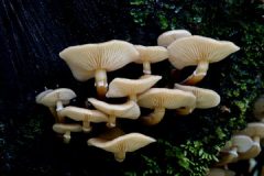 nature-biology-mushroom-fungus-fungi-mushrooms-172256-pxhere.com_