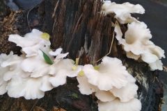 oyster-mushroom-1268178